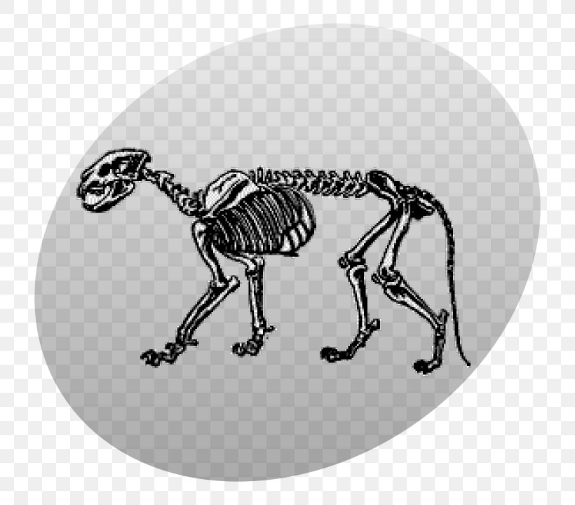 Lion Skeleton Cougar Skull, PNG, 800x720px, Lion, Animal, Art, Black And White, Cougar Download Free