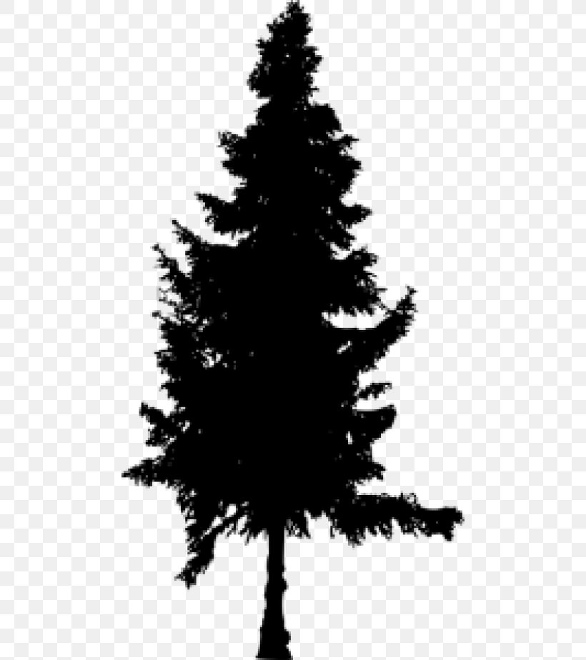 Spruce Pine Fir Silhouette, PNG, 480x924px, Spruce, Black And White, Branch, Christmas Decoration, Christmas Ornament Download Free