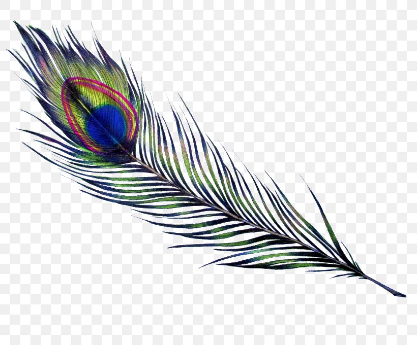 Feather Bird Parrot Drawing Pavo, PNG, 800x680px, Feather, Animal, Art, Asiatic Peafowl, Beak Download Free
