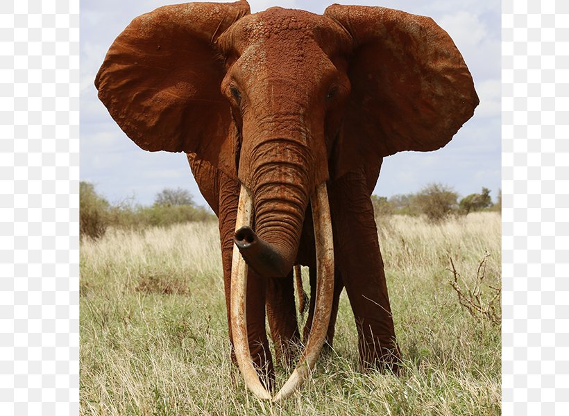 Indian Elephant African Elephant Tusk Elephantidae International Elephant Foundation, PNG, 800x600px, Indian Elephant, African Elephant, Animal, Cattle, Cattle Like Mammal Download Free