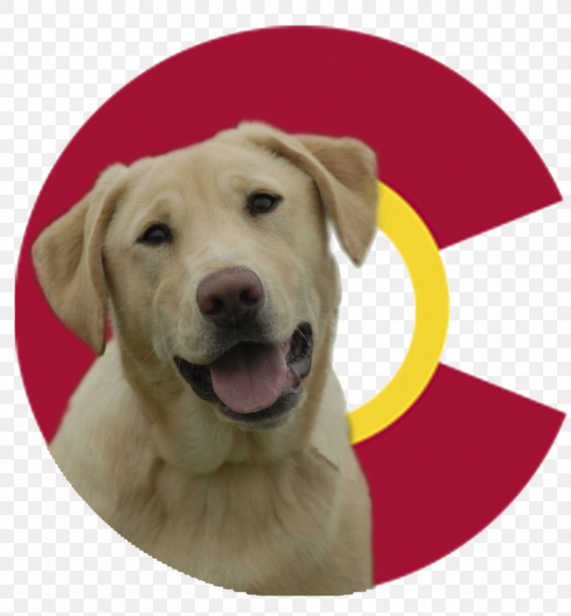 Labrador Retriever Puppy Dog Breed Companion Dog, PNG, 948x1024px, Labrador Retriever, Breed, Carnivoran, Companion Dog, Dog Download Free