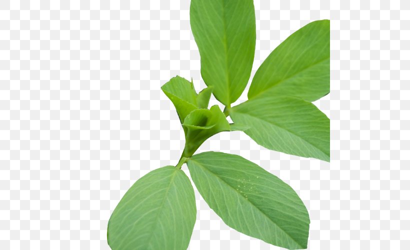 Lemon Basil Herbalism Plant Stem Leaf, PNG, 500x500px, Basil, Herb, Herbalism, Leaf, Lemon Basil Download Free