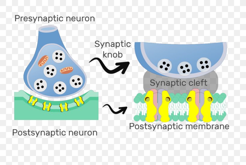 Postsynaptic Potential Chemical Synapse Neuron Neuroscience, PNG, 739x550px, Postsynaptic Potential, Area, Axon, Biological Membrane, Biology Download Free