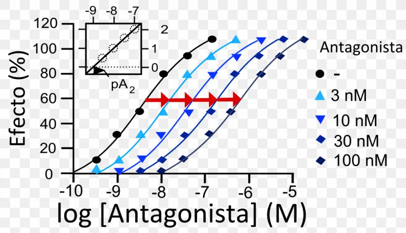 Drug Interaction Receptor Antagonist Pharmacon, PNG, 1024x589px, Drug Interaction, Acenocoumarol, Agonist, Area, Blue Download Free