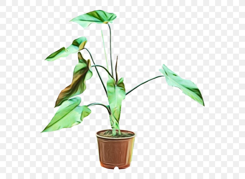 Family Tree Background, PNG, 600x600px, Flowerpot, Alismatales, Anthurium, Arum Family, Flower Download Free