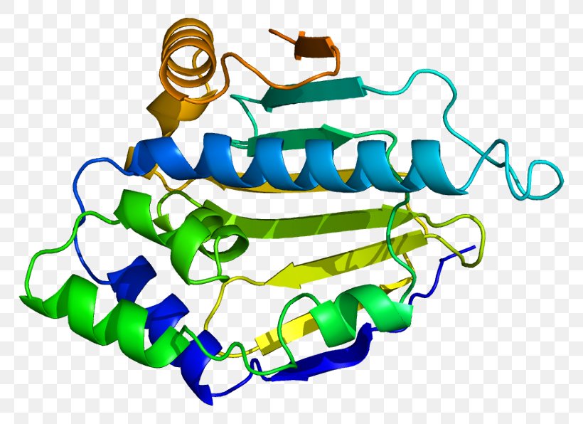 Heat Shock Protein 90kDa Alpha (cytosolic), Member A1 HSP90AB1, PNG, 818x596px, Heat Shock Protein, Area, Artwork, Biology, Body Jewelry Download Free