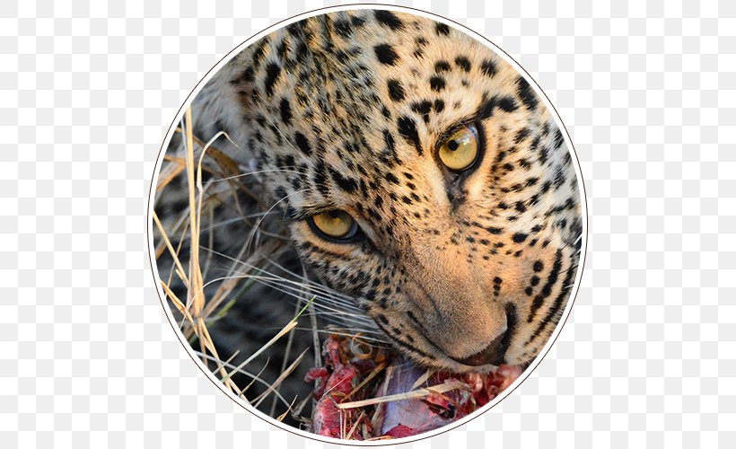 Leopard ISimangaliso Wetland Park Kruger National Park Garden Route National Park, PNG, 500x500px, Leopard, African Parks, Big Cats, Carnivoran, Cat Like Mammal Download Free