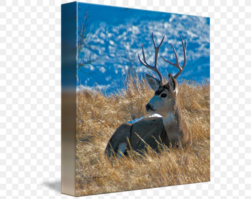 Reindeer Antler Fauna Wildlife Tail, PNG, 569x650px, Reindeer, Antler, Deer, Fauna, Mammal Download Free