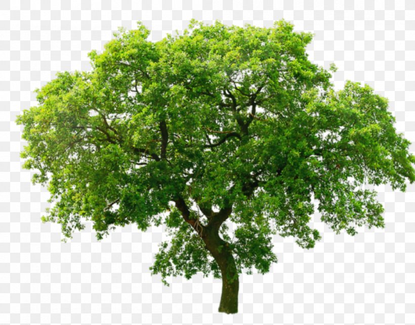 Tree Oak Clip Art, PNG, 1052x826px, Tree, Architectural Rendering, Branch, Image File Formats, Oak Download Free