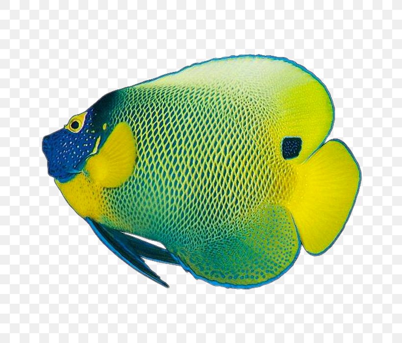 Color Tropical Fish, PNG, 700x700px, Color, Beak, Coral Reef Fish ...