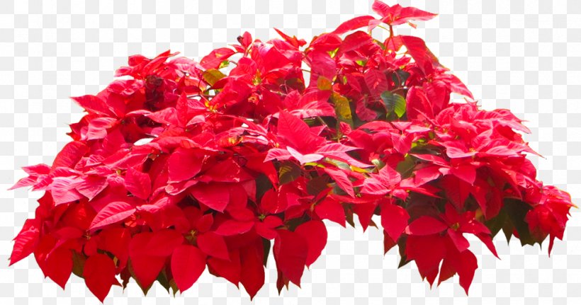 Poinsettia Spurges Flower Plant Tree, PNG, 989x520px, Poinsettia, Annual Plant, Begonia, Cut Flowers, Dogwood Download Free