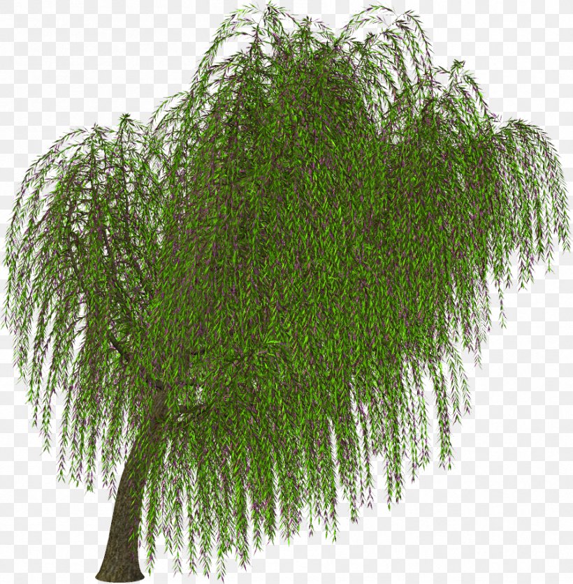 Tree Shrub Branch Clip Art, PNG, 897x915px, Tree, Branch, Email, Evergreen, Fern Download Free