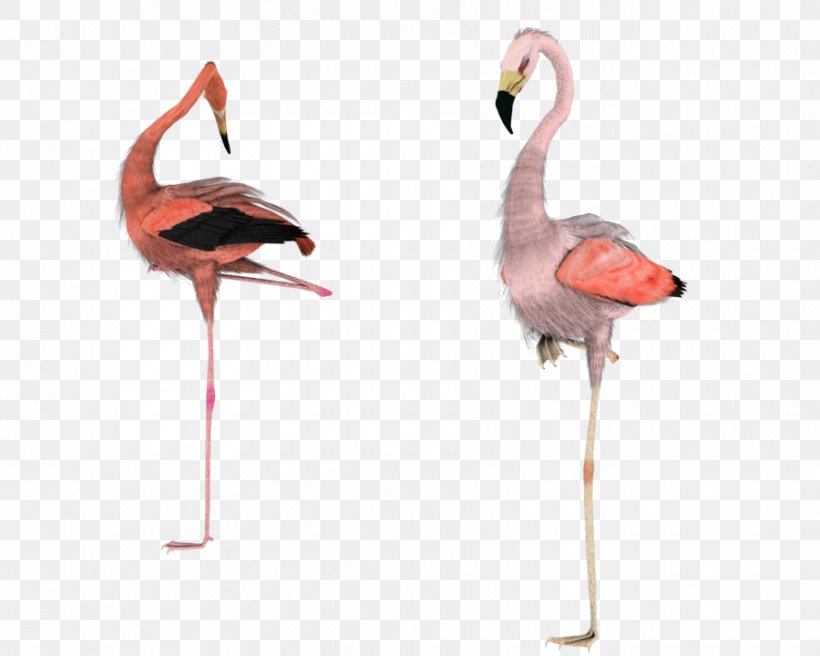 Greater Flamingo Water Bird, PNG, 900x720px, Flamingo, American Flamingo, Animal, Art, Beak Download Free