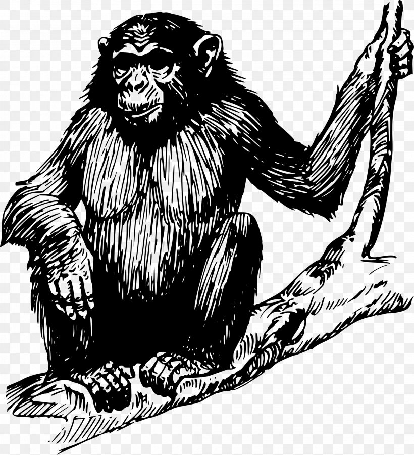 Chimpanzee Ape Gorilla Orangutan Clip Art, PNG, 2183x2400px, Chimpanzee, Ape, Art, Big Cats, Black And White Download Free