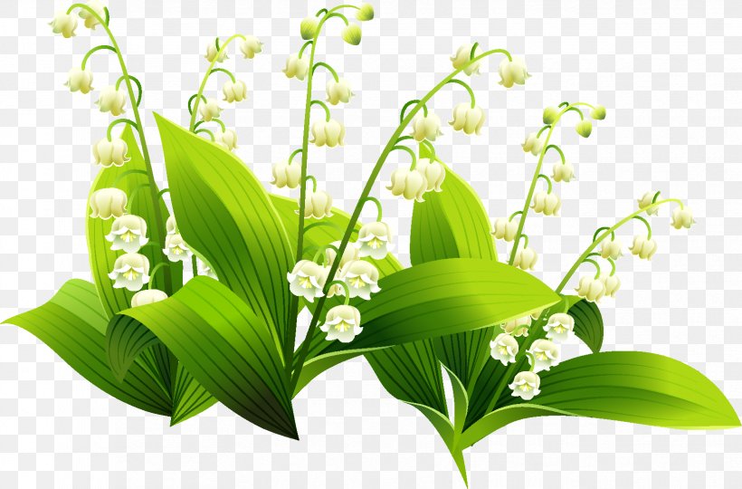 Clip Art Image Lily Of The Valley Drawing, PNG, 1657x1092px, Lily Of The Valley, Coloring Book, Drawing, Flora, Flower Download Free