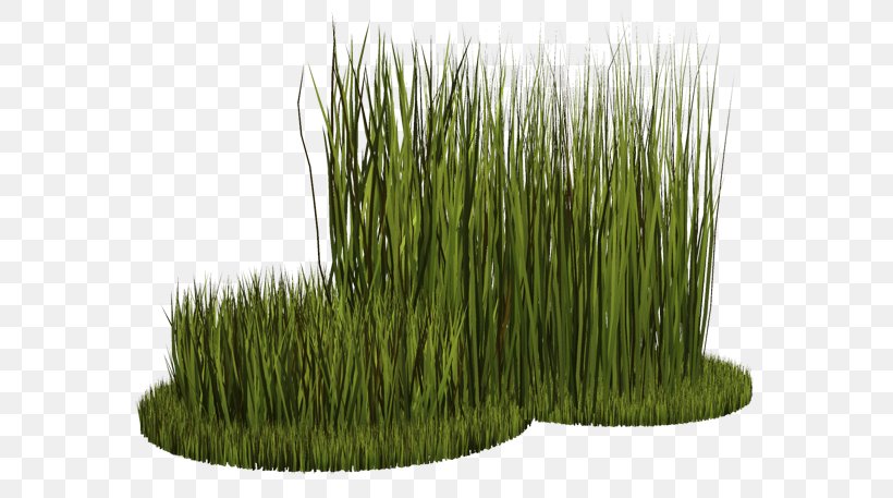 Wheatgrass Vetiver Herbaceous Plant Clip Art, PNG, 600x457px, Wheatgrass, Chrysopogon, Chrysopogon Zizanioides, Commodity, Grass Download Free