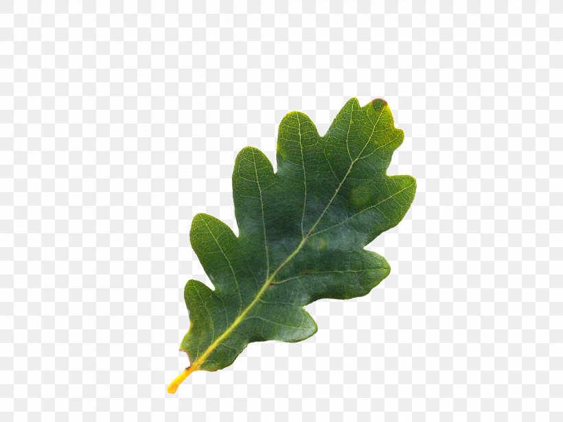 English Oak Tree Northern Red Oak Acorn Leaf, PNG, 4608x3456px, English Oak, Acorn, Bur Oak, Fagaceae, Leaf Download Free