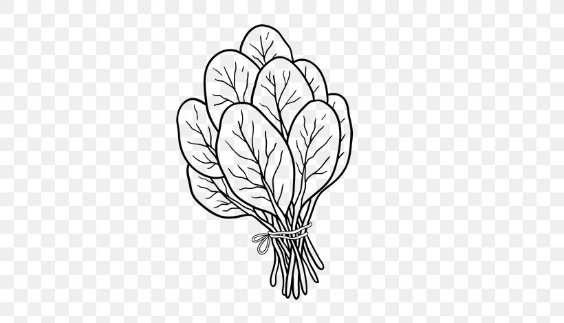 Spinach Salad Coloring Book Drawing Spinach Soup, PNG, 600x470px, Spinach Salad, Artwork, Black And White, Branch, Coloring Book Download Free