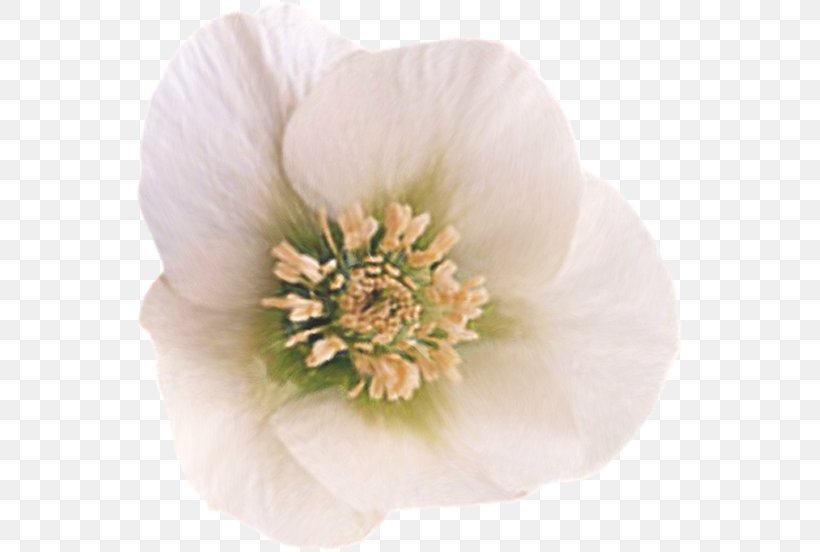Flower Petal Garden Roses Clip Art, PNG, 548x552px, Flower, Advertising, Anemone, Blossom, Flowering Plant Download Free