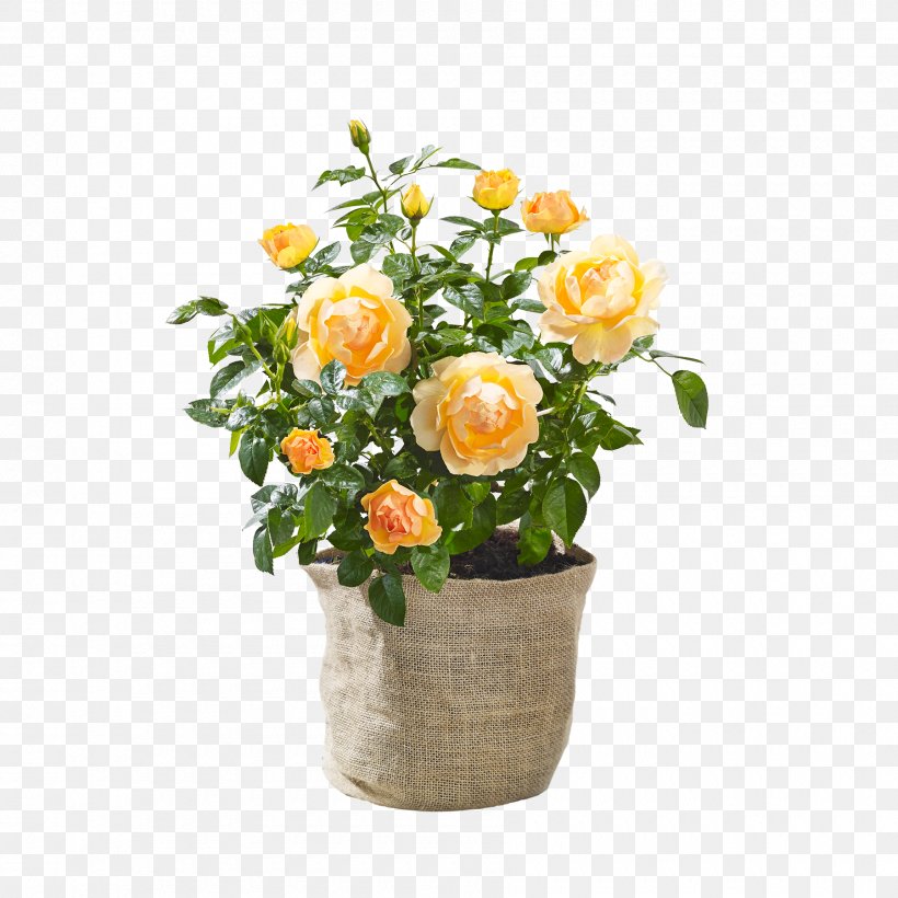 Garden Roses Floral Design Cut Flowers Flowerpot, PNG, 1800x1800px, Garden Roses, Artificial Flower, Cut Flowers, Floral Design, Floristry Download Free
