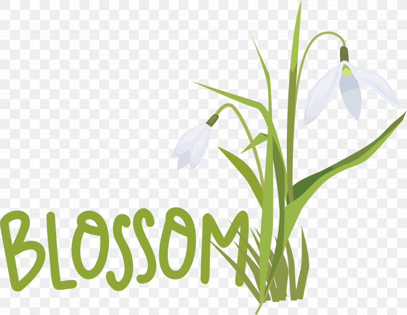 Plant Stem Galanthus M Snowdrop Font Spring, PNG, 6895x5341px, Plant Stem, Biology, Galanthus M, Meter, Physics Download Free