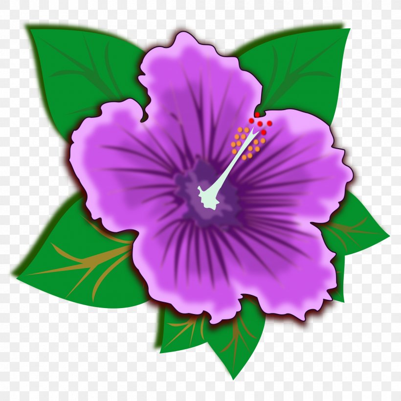 Spider Hibiscus Shoeblackplant Clip Art, PNG, 2400x2400px, Spider Hibiscus, Annual Plant, Flower, Flowering Plant, Green Download Free