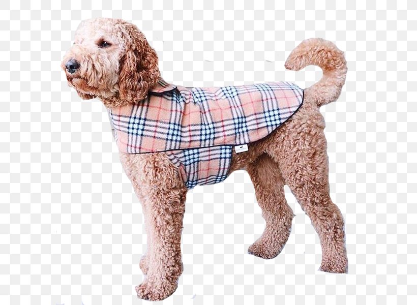 Standard Poodle Miniature Poodle Goldendoodle Cockapoo Spanish Water Dog, PNG, 600x600px, Standard Poodle, Breed, Carnivoran, Clothing, Cockapoo Download Free