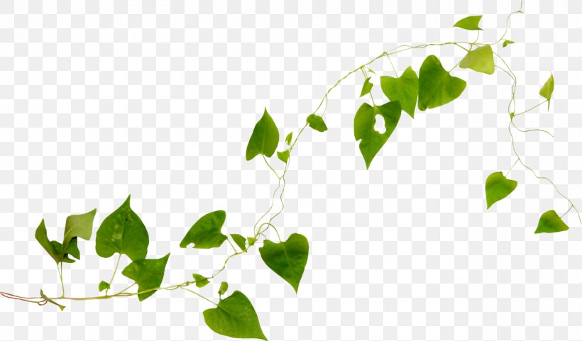 Desktop Wallpaper Clip Art, PNG, 1280x752px, Plant, Branch, Digital Image, Flower, Green Download Free