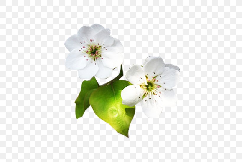 Petal Designer, PNG, 550x550px, Petal, Blossom, Branch, Cherry Blossom, Designer Download Free