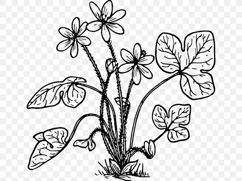 Hepatica Line Art Clip Art, PNG, 640x612px, Hepatica, Art, Black And White, Branch, Butterfly Download Free