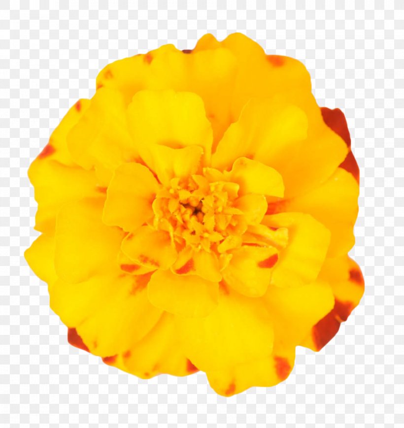 Mexican Marigold Flower Plant, PNG, 943x1000px, Mexican Marigold, Calendula, Chrysanthemum, Cut Flowers, Flower Download Free