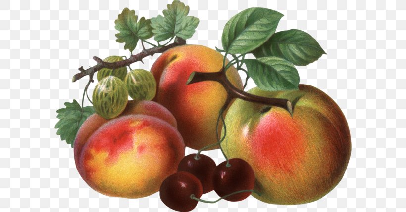 Tomato Peach Fruit Clip Art, PNG, 600x429px, Tomato, Apple, Auglis, Berry, Cerasus Download Free