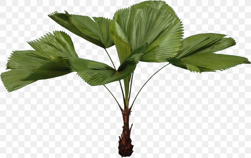 Tree Leaf Plant, PNG, 2363x1485px, Tree, Architecture, Arecaceae, Elevation, Landscape Download Free