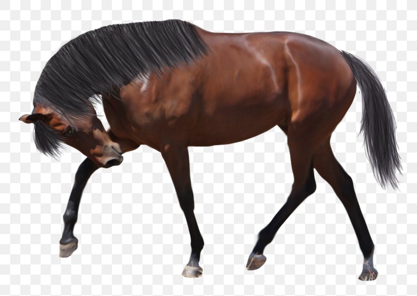 American Miniature Horse Thoroughbred Arabian Horse Marwari Horse Foal, PNG, 800x582px, American Miniature Horse, Animal Figure, Appaloosa, Arabian Horse, Bridle Download Free