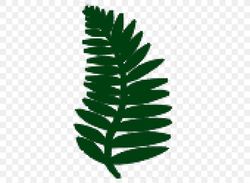 Athyrium Filix-femina Athyrium Niponicum Dryopteris Affinis Dryopteris Filix-mas Dryopteris Dilatata, PNG, 600x600px, Athyrium Filixfemina, Athyrium, Athyrium Niponicum, Conifer, Dryopteris Download Free