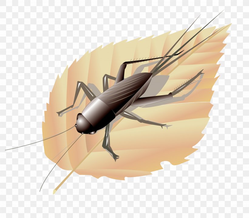 Euclidean Vector Clip Art, PNG, 4867x4255px, Fourvector, Arthropod, Fly, Footage, Insect Download Free