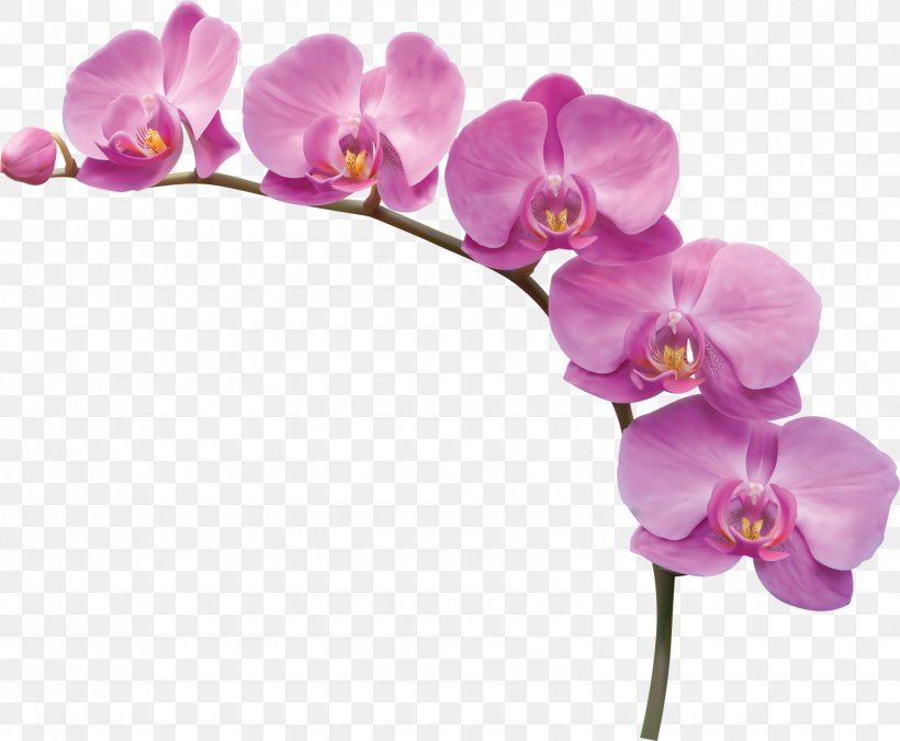 Flower, PNG, 1600x1318px, Flower, Artificial Flower, Blossom, Cut Flowers, Floral Design Download Free