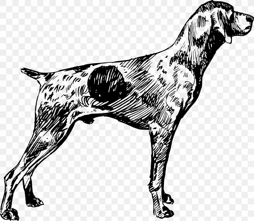 German Shorthaired Pointer German Wirehaired Pointer English Setter Vizsla, PNG, 2400x2091px, German Shorthaired Pointer, Animal, Black And White, Canidae, Carnivoran Download Free