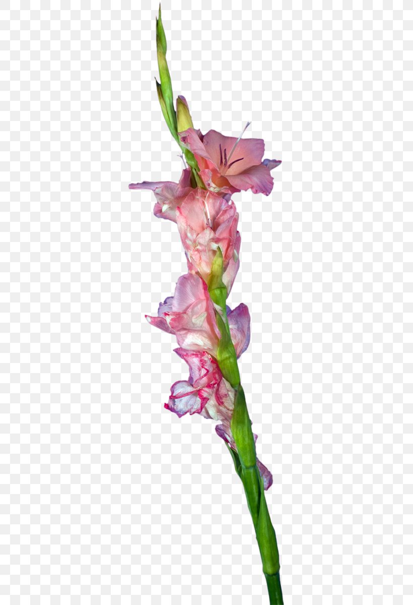 Gladiolus Cut Flowers Plant Stem Petal, PNG, 311x1200px, Gladiolus, Child, Cut Flowers, Dandelion, Flora Download Free