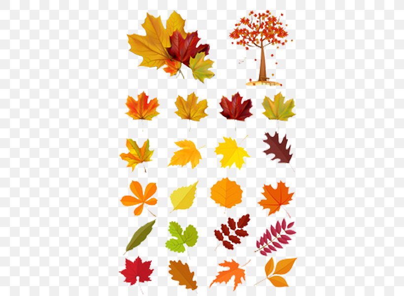 Leaf Euclidean Vector Autumn Illustration, PNG, 600x600px, Leaf, Autumn, Autumn Leaf Color, Branch, Cdr Download Free
