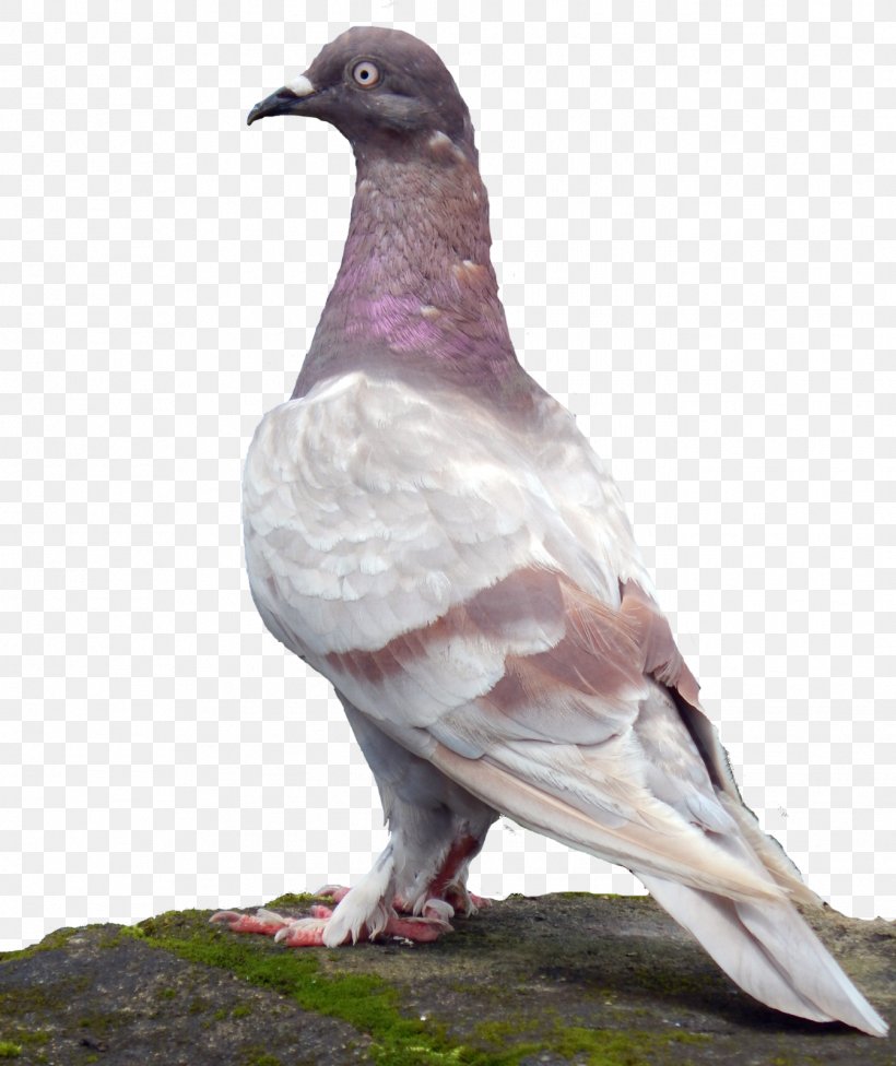 Rock Dove Stock Dove Columbidae Common Wood Pigeon Bird, PNG, 1344x1600px, Rock Dove, Atzar, Beak, Bird, Columbidae Download Free