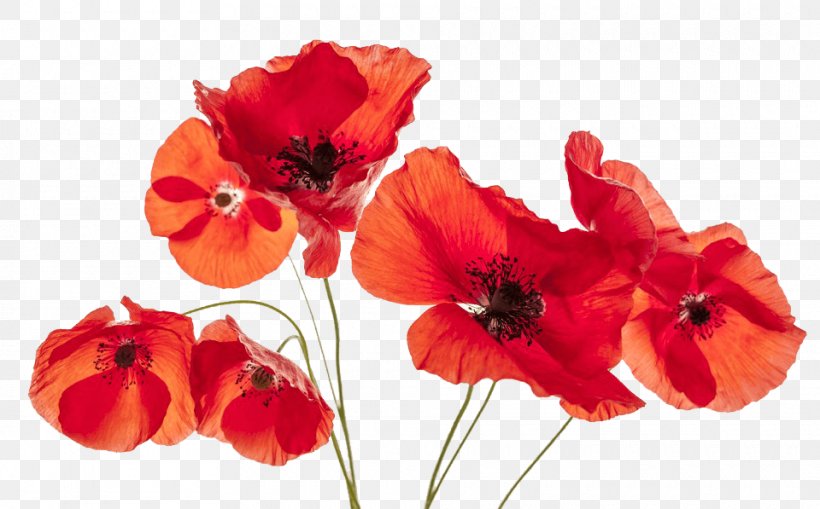 Common Poppy Flower Remembrance Poppy, PNG, 960x597px, Poppy, Annual Plant, Common Poppy, Coquelicot, Cut Flowers Download Free