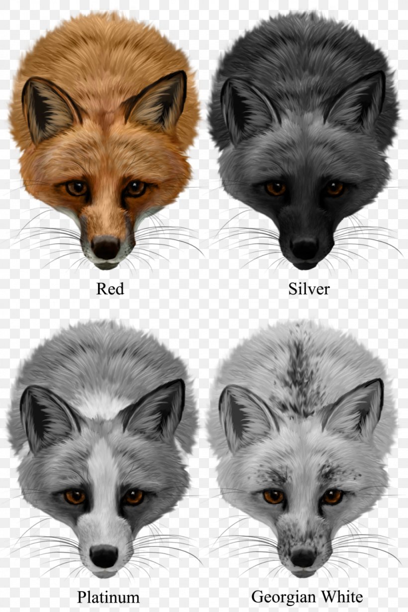 Domesticated Red Fox Arctic Fox Silver Fox, PNG, 1024x1535px, Domesticated Red Fox, Arctic Fox, Breed, Canidae, Carnivoran Download Free