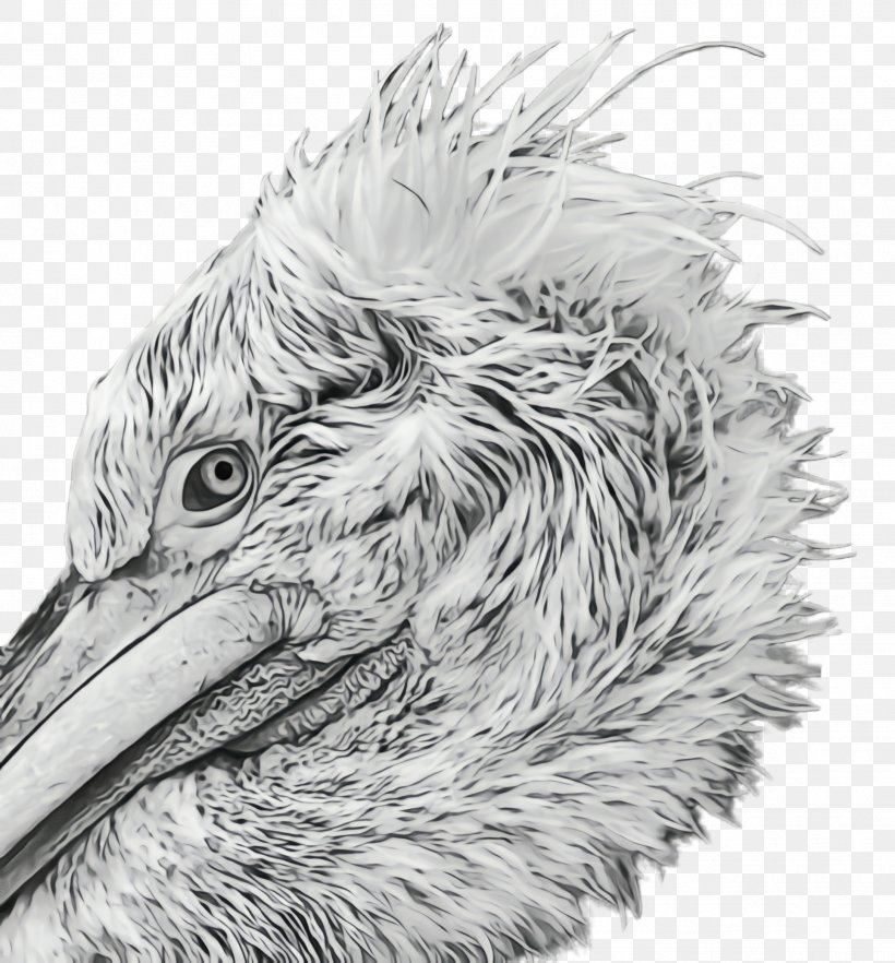 Feather, PNG, 1928x2076px, Watercolor, Beak, Bird, Drawing, Emu Download Free