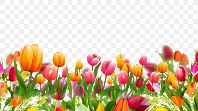 Footage March 8 YouTube Film Editing, PNG, 1200x675px, Footage, Animation, Country Life, Cut Flowers, Field Download Free