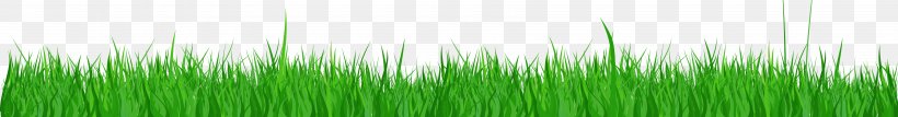 Grasses Wheatgrass Leaf Plant Stem Desktop Wallpaper, PNG, 7000x918px, Grasses, Closeup, Family, Grass, Grass Family Download Free