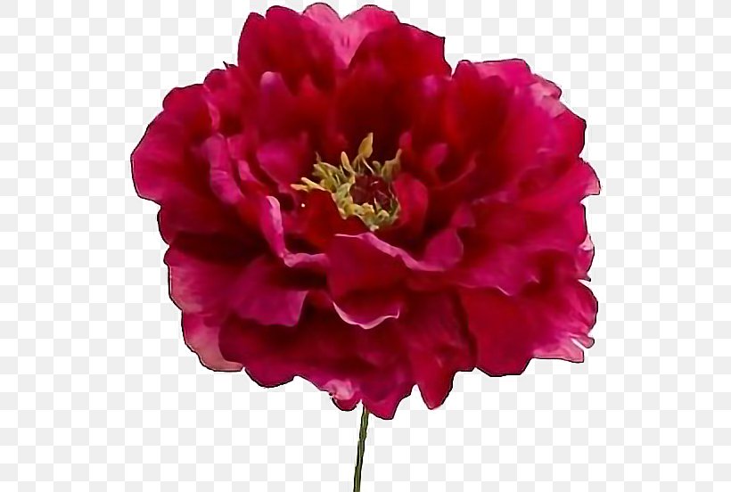 Peony Pink Flowers Paeonia Lactiflora Magenta Flower Bouquet, PNG, 536x552px, Peony, Annual Plant, Artificial Flower, Blog, Cut Flowers Download Free