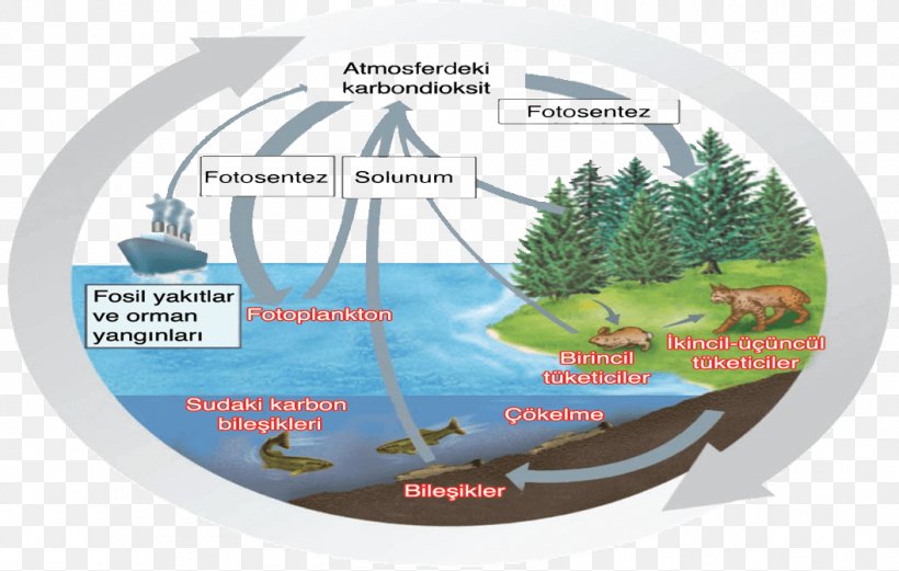 Carbon Cycle Matter Water Cycle, PNG, 1056x671px, Carbon Cycle, Biome, Brand, Carbon, Ecology Download Free
