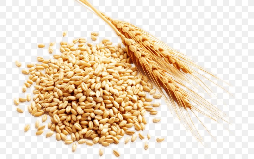 Cereal Grain Harvest, PNG, 736x515px, Cereal, Avena, Bran, Cereal Germ, Commodity Download Free