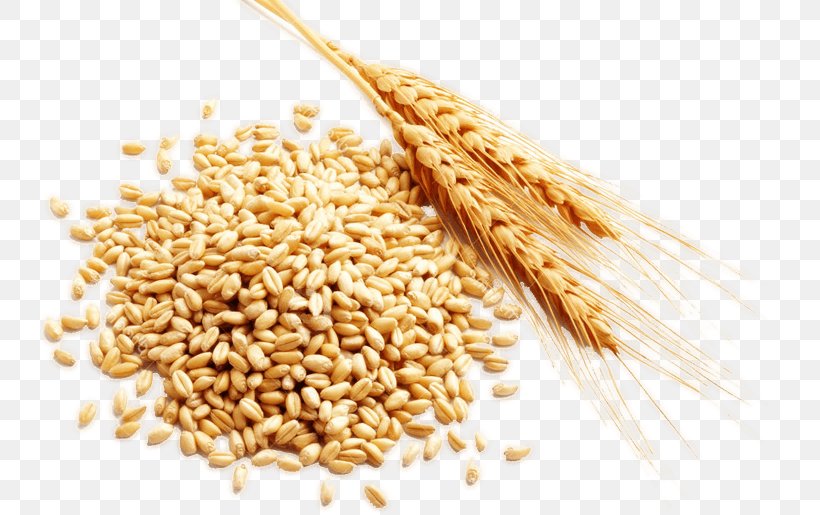 Cereal Grain Harvest, PNG, 736x515px, Cereal, Avena, Bran, Cereal Germ ...